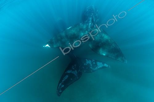 Biosphoto | 2607133 | The massive tail ot mother and calf Southern Right Whale, (Eubalaena australis), in the shallow protected waters of the Golfo Nuevo, Valdez Peninsula, UNESCO World Heritage site, Argentina. | &copy; Franco Banfi / Biosphoto