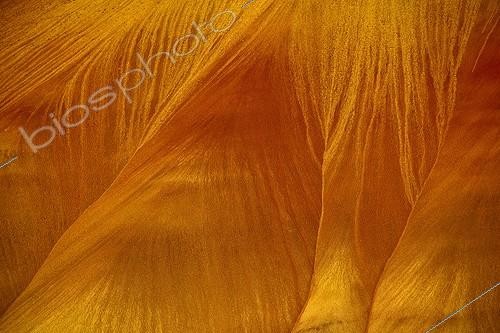 Biosphoto | 1975276 | The Painted Hills -  John Day Fossil Beds National Monument ; Collines érodées de cendres volcaniques vivement colorées par des oxydes de fer et de manganèse, et de la lignite - Ere tertiaire, vers - 25 Ma | &copy; Jean-Philippe Delobelle / Biosphoto