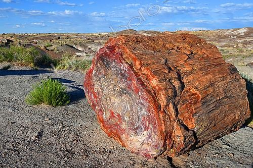 Biosphoto | 2572025 | The Petrified Forest National Park is home to thousands of fossilized tree trunks approximately 200 million years old (Triassic period). Arizona. USA. | &copy; Antoine Lorgnier / Biosphoto