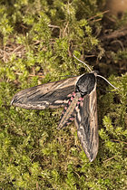 Biosphoto | 2609367 | The Privet hawk moth (Sphinx ligustri) perched on mossy surface, top view, Veneto, Italy | &copy; Tonči Maletic / Biosphoto