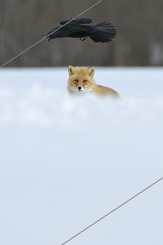 Biosphoto | 1418193 | The Raven and the Red Fox in the snow in winter in Japan | &copy; Benoist Clouet  / Biosphoto