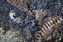 Biosphoto | 2547013 | The Sea Monster. Close up of a Uranoscape lying in wait in the sand of the S-shaped channel. If a prey has the misfortune to pass near its huge mouth, it will be swallowed in a fraction of a second. Mayotte | &copy; Gabriel Barathieu / Biosphoto