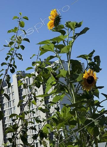 Biosphoto | 1200667 | The sunflowers and building allotments in Marseille France | &copy; Philippe Giraud / Biosphoto
