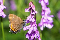 Biosphoto | 2448584 | Thécla du prunier (Satyrium pruni) sur Vesce à épis (Vicia cracca), Parc naturel régional des Vosges du Nord, France | &copy; Michel Rauch / Biosphoto