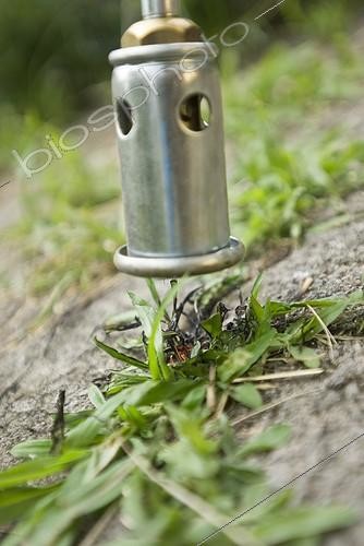 Biosphoto | 1127846 | Thermal weeder in action France | &copy; Marc Chatelain / Biosphoto