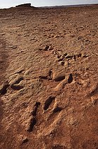 Biosphoto | 1250357 | Theropod Dinosaur tracks Arizona USA | &copy; Daniel Heuclin / Biosphoto