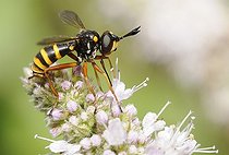 Biosphoto | 2051207 | Thick-headed Fly (Conops quadrifasciatus), 2015 July 21, Northern Vosges Regional Nature Park, declared a World Biosphere Reserve by UNESCO, France | &copy; Michel Rauch / Biosphoto