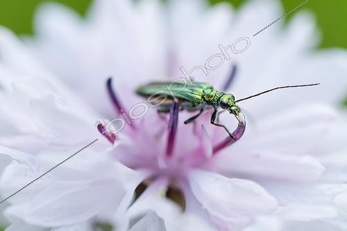 Biosphoto | 2011730 | Thick-legged Flower Beetle female on flower - Alsace France | &copy; Benoît Personnaz / Biosphoto
