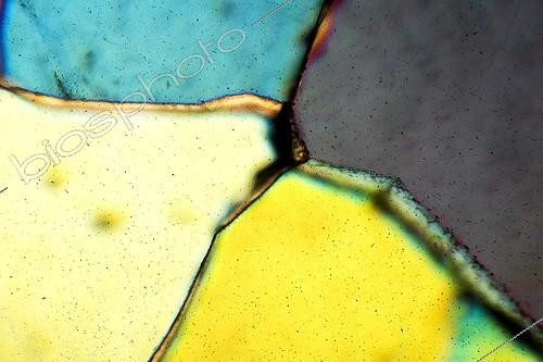 Biosphoto | 170864 | Thin blade of santonian geode in analyzed polarized light   ; Sample coming from the Madam Island (17), enlargement x 100.  | &copy; Christian Gautier / Biosphoto