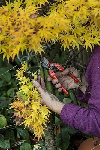 Biosphoto | 2491328 | Thinning of the lower part of the branches of a Japanese maple in the autumn. This type of cutting is also called lifting size pruning. | &copy; Jean-Michel Groult / Biosphoto