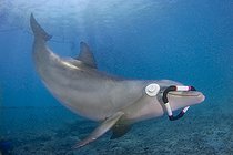 Biosphoto | 2489014 | This Atlantic bottlenose dolphin, Tursiops truncatus, is in training to recover the triangle with eye cups using only echolocation, Curacao Sea Aquarium, Willemstad, Curacao, Netherlands Antilles, Caribbean. | &copy; David Fleetham / Stocktrek Images / Biosphoto