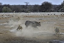 Biosphoto | 2057279 | This Black Rhino has stumbled into a cavity and tipped into the water point. After many difficulties given the apic submerged banks, he managed to climb out of the water. Three lions took the opportunity to attack the rhino at the exit of the water. | &copy; Michel Bureau / Biosphoto