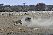Biosphoto | 2057281 | This Black Rhino has stumbled into a cavity and tipped into the water point. After many difficulties given the apic submerged banks, he managed to climb out of the water. Three lions took the opportunity to attack the rhino at the exit of the water. | &copy; Michel Bureau / Biosphoto