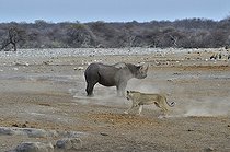 Biosphoto | 2057282 | This Black Rhino has stumbled into a cavity and tipped into the water point. After many difficulties given the apic submerged banks, he managed to climb out of the water. Three lions took the opportunity to attack the rhino at the exit of the water. | &copy; Michel Bureau / Biosphoto