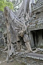 Biosphoto | 1600602 | Thitpok or Tetrameles (Tetrameles nudiflora), tree with its roots growing in the ruins of the Prasat Preah Khan temple complex, UNESCO World Heritage Site, Siem Reap, Cambodia, Asia | © Walter G. Allgoewer / imageBROKER / Biosphoto
