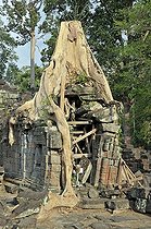 Biosphoto | 1600604 | Thitpok or Tetrameles (Tetrameles nudiflora), tree with its roots growing in the ruins of the Prasat Preah Khan temple complex, UNESCO World Heritage Site, Siem Reap, Cambodia, Asia | © Walter G. Allgoewer / imageBROKER / Biosphoto