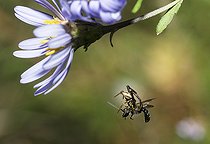 Biosphoto | 2093504 | Thomise variable (Misumena vatia) capturant une petite abeille (Lasioglossum sp) sur une Aster (Aster amelle), Parc naturel régional des Vosges du Nord, France | &copy; Michel Rauch / Biosphoto