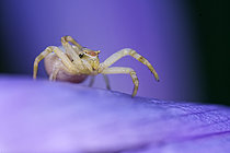 Biosphoto | 2609705 | Thomise variable (Misumena vatia) sur une fleur de colchique dans les Prairies du Fouzon, Loir-et-Cher, France | &copy; Bruno Guénard / Biosphoto