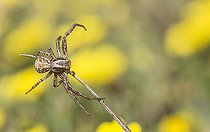 Biosphoto | 2419845 | Thomise (Xysticus cristatus) à l'affût, Parc naturel régional des Vosges du Nord, France | &copy; Michel Rauch / Biosphoto
