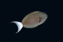 Biosphoto | 2561118 | Thompson's Surgeonfish (Acanthurus thompsoni), Elmoost dive site, Weda, Halmahera, North Maluku, Indonesia, Halmahera Sea | &copy; Colin Marshall / Biosphoto