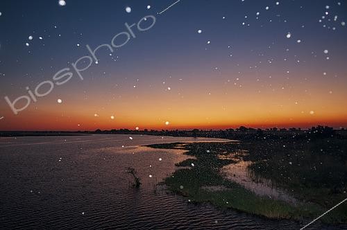 Biosphoto | 2489862 | Thousand of insects flying over the Chobe River at sunset. Chobe River, Chobe National Park, Kasane, Botswana. | &copy; Sergio Pitamitz / Biosphoto
