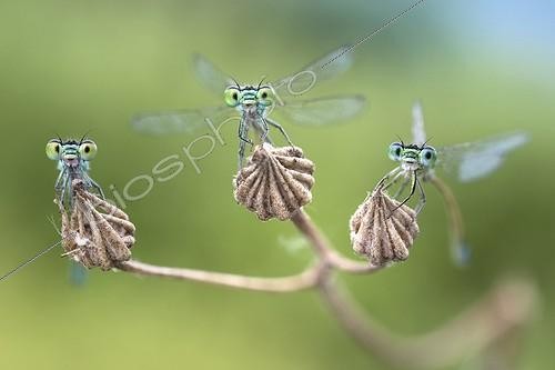 Biosphoto | 2057238 | Three active damselflies - Three damselflies almost ready to fly, riverbank of the Po river. Luzzara, Reggio Emilia, Italy. | &copy; Alberto Ghizzi Panizza / Biosphoto