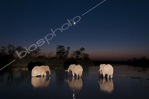 Biosphoto | 2490290 | Three African elephants, Loxodonta africana, drinking in the Khwai River at night. Khwai River, Okavango Delta, Botswana. | &copy; Sergio Pitamitz / Biosphoto