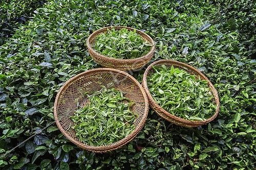 Biosphoto | 2008130 | Three baskets of tea leaves - Shaanxi China | &copy; René Timmermans / Visual and Written - Photo Collection / Biosphoto
