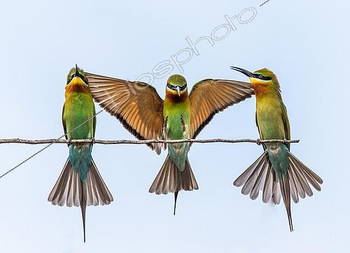 Biosphoto | 2518008 | Three Bee-eaters (Merops orientalis) on a twig. Very graphic birds and clean background. Sri Lanka. Yala National Park [dump] => | &copy; Andrey Gudkov / Biosphoto