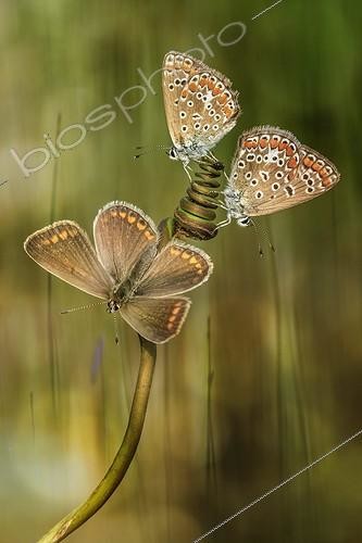 Biosphoto | 2057251 | Three butterflies - Three little butterflies | &copy; Alberto Ghizzi Panizza / Biosphoto