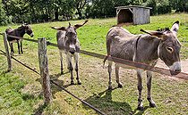 Biosphoto | 2575172 | Three donkeys in a meadow, Arche de la nature, Le Mans Métropole, Sarthe, France | &copy; Michel Gile / Biosphoto