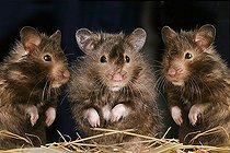 Biosphoto | 1461228 | Three golden hamster | &copy; Alfred Schauhuber / imageBROKER / Biosphoto