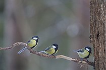 Biosphoto | 2593349 | Three Great tit (Parus major) Bialowieza Forest UNESCO World Heritage Site, Poland, Europe. | &copy; Franco Banfi / Biosphoto