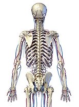 Biosphoto | 2476078 | Three quarter length rear view of skeletal and cardiovascular systems on white background. | &copy; Leonello Calvetti / Stocktrek Images / Biosphoto