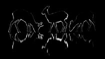 Biosphoto | 2505035 | Three roe. Roe deer (Capreolus capreolus) in a very cold night. Slovakia | &copy; Ervin Horesnyík / Biosphoto