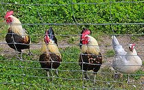 Biosphoto | 2575245 | Three roosters and a pullet in a barnyard, Sarthe, France | &copy; Michel Gile / Biosphoto