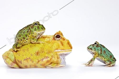 Biosphoto | 654043 | Three varieties of Horned Frog in studio ; Horned frogs native of Argentina. <br><br>The two individuals on the ground are Chacoan Horned Frog : the yellow individual is an albino. The third individual belongs to Ceratophrys ornata species. | &copy; Michel Gunther / Biosphoto