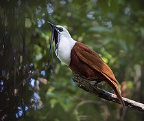 Biosphoto | 2518908 | Three-wattled Bellbird (Procnias tricarunculatus), male calling, Chiriqui Highlands, Panama | &copy; Ignacio Yufera / Biosphoto