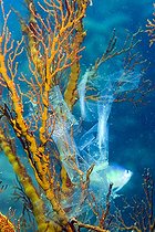 Biosphoto | 1181851 | Thrown-away plastic bag caught on a Gorgonian or Sea Fan, Bunaken National Park, Indonesia, Asia | &copy; J.W. Alker / imageBROKER / Biosphoto
