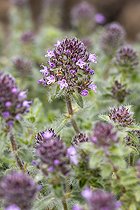 Biosphoto | 2583080 | Thym à pilosité variable (Thymus polytrichus) | &copy; Marie Aymerez / Biosphoto