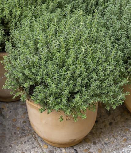 Biosphoto | 2557324 | Thyme plant (Thymus vulgaris) in pot | &copy; Marie Aymerez / Biosphoto