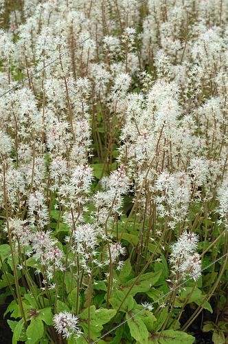 Biosphoto | 2547830 | Tiarella, Tiarella Spring Symphony in flower, compact ground cover for undergrowth. | &copy; Catherine Fruhinsholz / Biosphoto