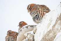 Biosphoto | 2551359 | Tibetan partridge (Perdix hodgsoniae) on a low wall in a village in winter, Ladakh, India | &copy; Bastien Chaix / Biosphoto
