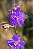 Biosphoto | 2497774 | Tibouchine (Tibouchina sp.), Ilhabela, État de São Paulo, Brésil | &copy; Marie Aymerez / Biosphoto