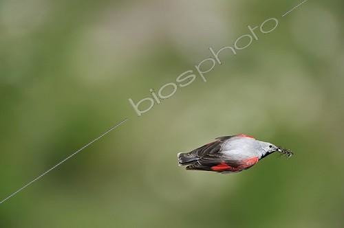 Biosphoto | 915750 | Tichodrome échelette en vol avec insectes dans le bec France | &copy; Christophe Sidamon-Pesson / Biosphoto