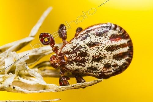 Biosphoto | 1994315 | Tick on grass - Alsace France | &copy; Benoît Personnaz / Biosphoto