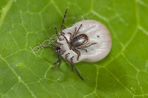 Biosphoto | 1903927 | Ticks mating on a leaf in a garden France | &copy; Stéphane Vitzthum / Biosphoto