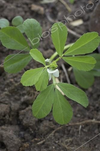 Biosphoto | 1161211 | Tige de Fenugrec en fleur France | &copy; Jean-Michel Groult / Biosphoto