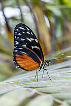 Biosphoto | 2609239 | Tiger Longwing (Heliconius hecale zuleika) on a leaf | &copy; Marie Aymerez / Biosphoto