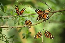 Biosphoto | 497239 | Tiger longwings in a tropical greenhouse France | &copy; Patrick Glaume / Biosphoto